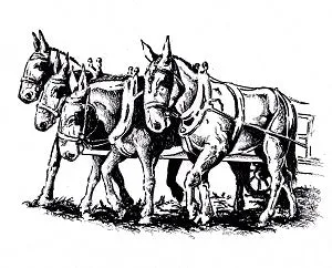T shirt - Four Mules